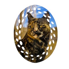 Adult Wild Cat Sitting And Watching Ornament (oval Filigree) by dflcprints