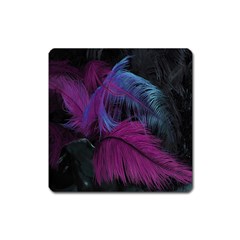 Feathers Quill Pink Black Blue Square Magnet by Mariart