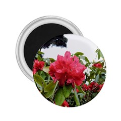 Virginia Waters Flowers 2.25  Magnets