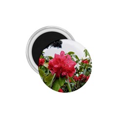 Virginia Waters Flowers 1.75  Magnets