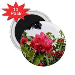 Virginia Waters Flowers 2.25  Magnets (10 pack) 