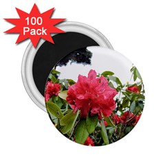 Virginia Waters Flowers 2.25  Magnets (100 pack) 