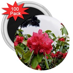 Virginia Waters Flowers 3  Magnets (100 pack)