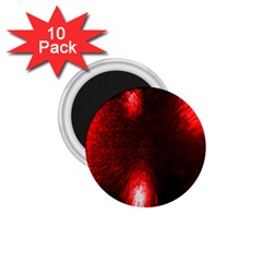 Box Lights Red Plaid 1 75  Magnets (10 Pack) 