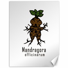 Mandrake Plant Canvas 36  X 48  