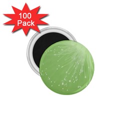 Big bang 1.75  Magnets (100 pack) 