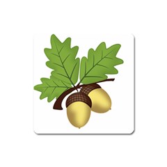 Acorn Hazelnuts Nature Forest Square Magnet by Nexatart