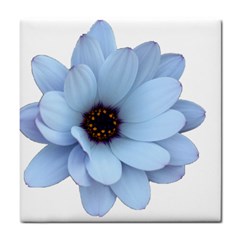 Daisy Flower Floral Plant Summer Tile Coasters by Nexatart