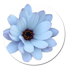 Daisy Flower Floral Plant Summer Magnet 5  (round) by Nexatart