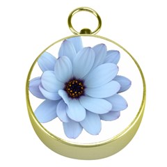 Daisy Flower Floral Plant Summer Gold Compasses