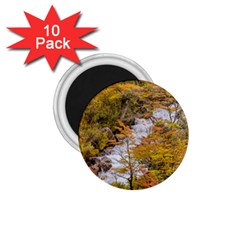 Colored Forest Landscape Scene, Patagonia   Argentina 1 75  Magnets (10 Pack)  by dflcprints