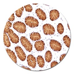 Formalin Paraffin Human Stomach Stained Bacteria Brown Magnet 5  (round)