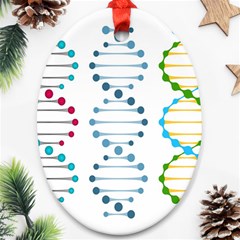 Genetic Dna Blood Flow Cells Ornament (oval) by Mariart