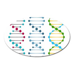 Genetic Dna Blood Flow Cells Oval Magnet