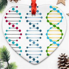 Genetic Dna Blood Flow Cells Heart Ornament (two Sides)