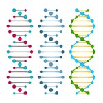 Genetic Dna Blood Flow Cells Deluxe Canvas 14  x 11  14  x 11  x 1.5  Stretched Canvas