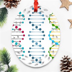 Genetic Dna Blood Flow Cells Ornament (oval Filigree)