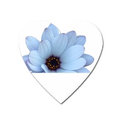 Daisy Flower Floral Plant Summer Heart Magnet by Nexatart