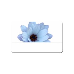 Daisy Flower Floral Plant Summer Magnet (name Card) by Nexatart