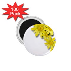 Flowers Spring Yellow Spring Onion 1 75  Magnets (100 Pack)  by Nexatart