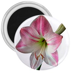 Flower Blossom Bloom Amaryllis 3  Magnets by Nexatart