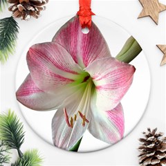 Flower Blossom Bloom Amaryllis Ornament (round) by Nexatart