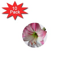 Flower Blossom Bloom Amaryllis 1  Mini Buttons (10 Pack)  by Nexatart