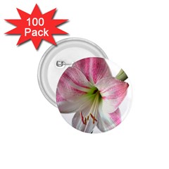 Flower Blossom Bloom Amaryllis 1 75  Buttons (100 Pack) 