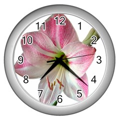 Flower Blossom Bloom Amaryllis Wall Clocks (silver)  by Nexatart