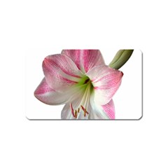 Flower Blossom Bloom Amaryllis Magnet (name Card) by Nexatart