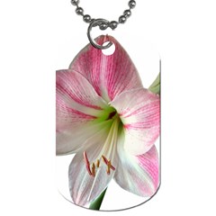 Flower Blossom Bloom Amaryllis Dog Tag (one Side) by Nexatart