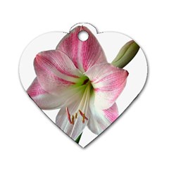 Flower Blossom Bloom Amaryllis Dog Tag Heart (one Side) by Nexatart