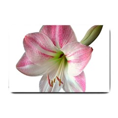 Flower Blossom Bloom Amaryllis Small Doormat  by Nexatart