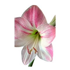 Flower Blossom Bloom Amaryllis Shower Curtain 48  X 72  (small)  by Nexatart