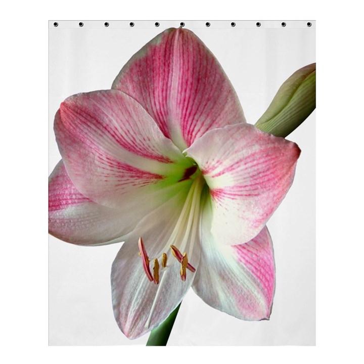 Flower Blossom Bloom Amaryllis Shower Curtain 60  x 72  (Medium) 