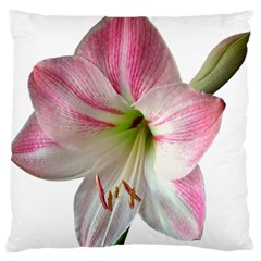 Flower Blossom Bloom Amaryllis Large Cushion Case (two Sides) by Nexatart