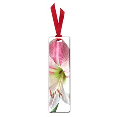 Flower Blossom Bloom Amaryllis Small Book Marks by Nexatart