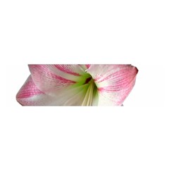 Flower Blossom Bloom Amaryllis Satin Scarf (oblong) by Nexatart