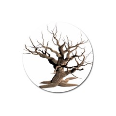 Tree Isolated Dead Plant Weathered Magnet 3  (round) by Nexatart