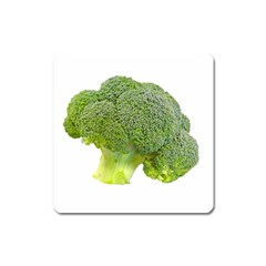 Broccoli Bunch Floret Fresh Food Square Magnet by Nexatart