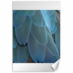 Feather Plumage Blue Parrot Canvas 20  X 30   by Nexatart