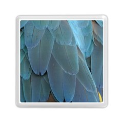 Feather Plumage Blue Parrot Memory Card Reader (square)  by Nexatart