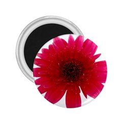 Flower Isolated Transparent Blossom 2 25  Magnets by Nexatart