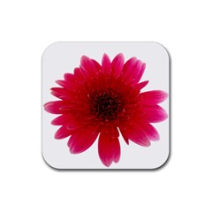 Flower Isolated Transparent Blossom Rubber Coaster (square)  by Nexatart