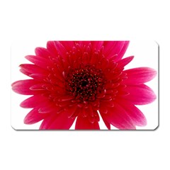 Flower Isolated Transparent Blossom Magnet (rectangular) by Nexatart