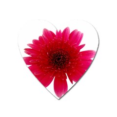 Flower Isolated Transparent Blossom Heart Magnet by Nexatart