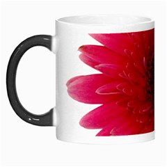 Flower Isolated Transparent Blossom Morph Mugs by Nexatart