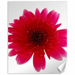 Flower Isolated Transparent Blossom Canvas 16  X 20   by Nexatart