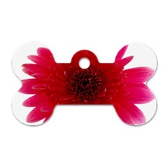 Flower Isolated Transparent Blossom Dog Tag Bone (two Sides) by Nexatart