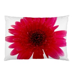 Flower Isolated Transparent Blossom Pillow Case by Nexatart